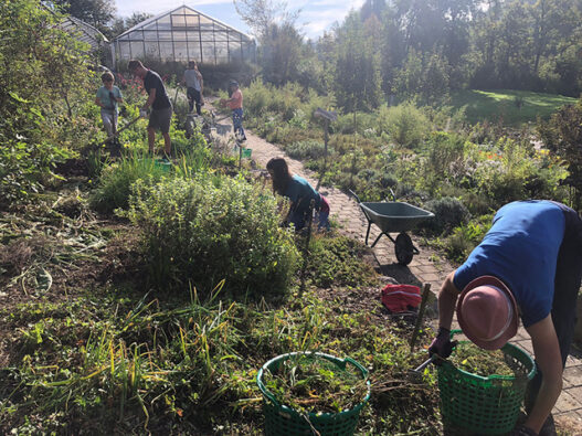 Heilkräutergarten mit Menschen am Ernten