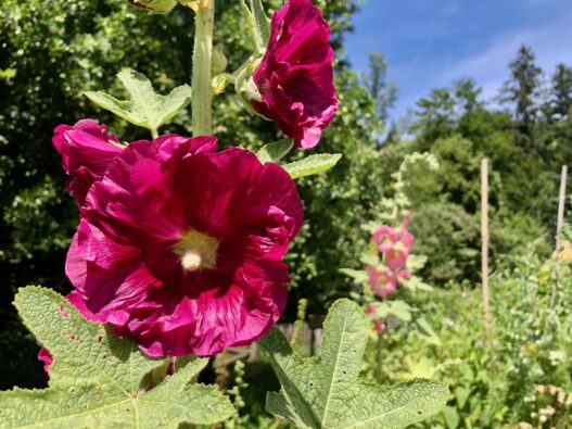 Blume Violett im Auboden Sommer 2024