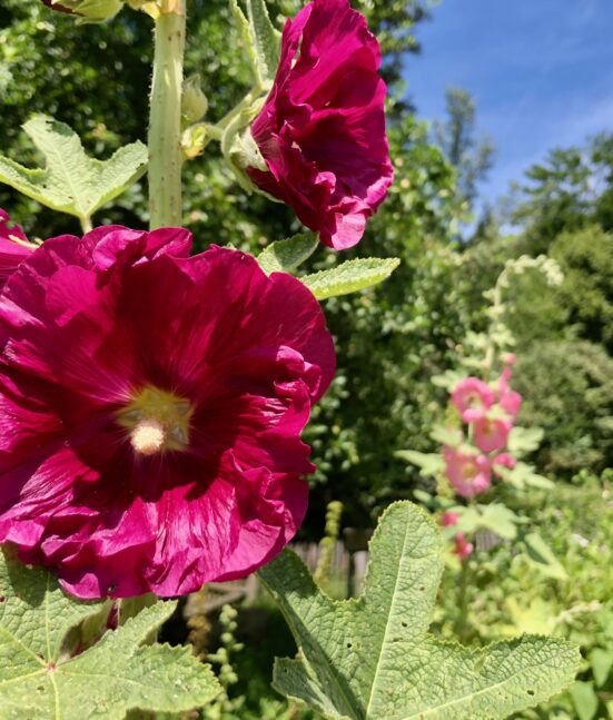 Blume Violett im Auboden Sommer 2024