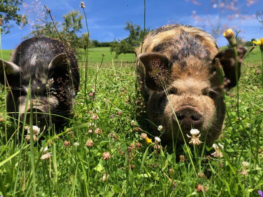 KuneKune Schweinchen im Auboden Sommer 2024