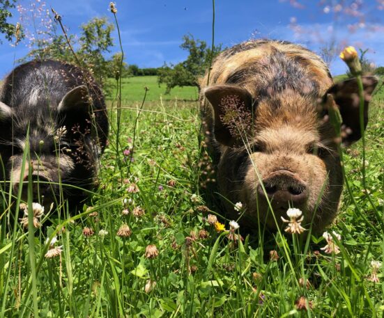 KuneKune Schweinchen im Auboden Sommer 2024